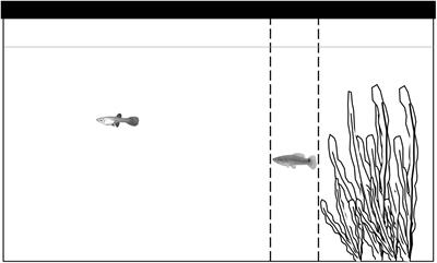 Con- and Heterospecific Shoaling Makes Invasive Guppies More Risk Taking